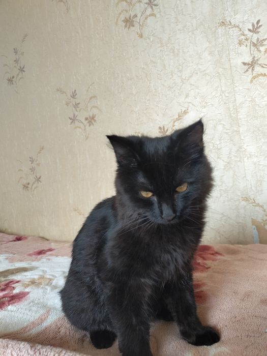 Отдам котенка мальчик
