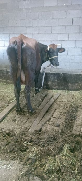 Алатау бузаулы сиырлар