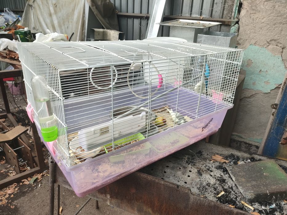 Продам попугаев  2 шт