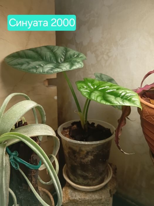 Комнатные цветы продам