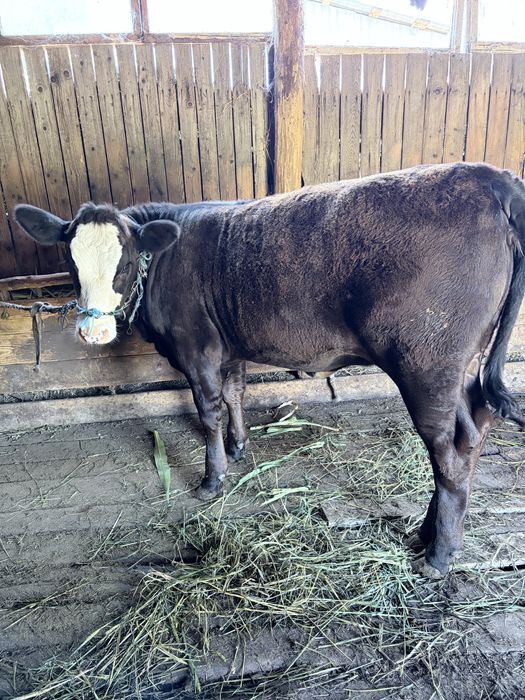 Vand vitea angus