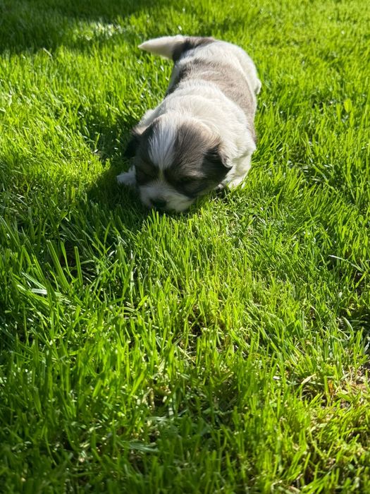 Catei shih tzu catelusi