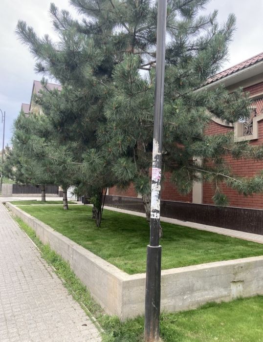 Газон посевной с Горантией