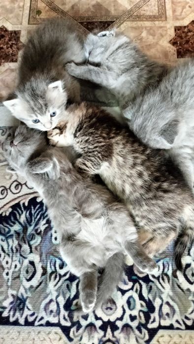 Продам котят вислоухих.