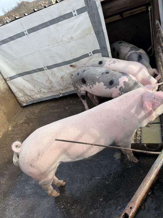 Продавам прасета 100/120кг