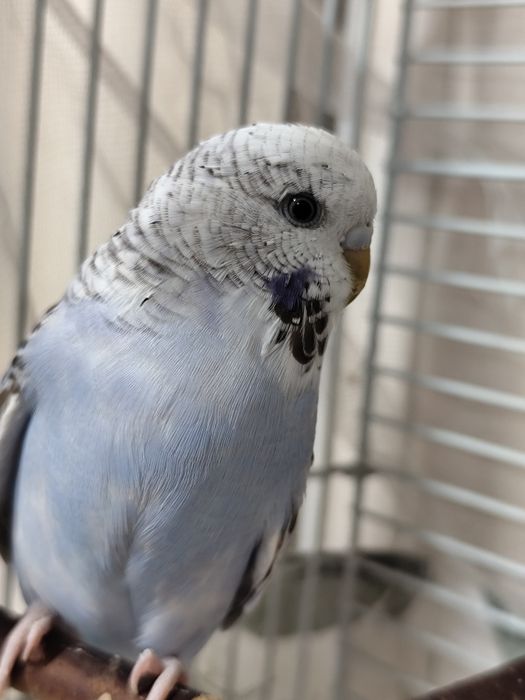 Волнистый попугай с клеткой