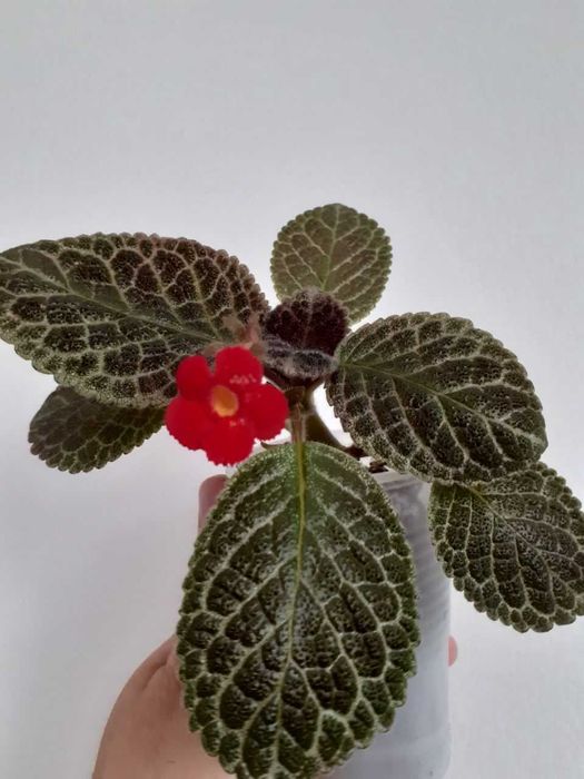 Продажа комнатных растений