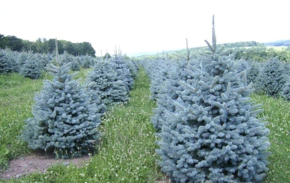 Газон посевной рулоный ель