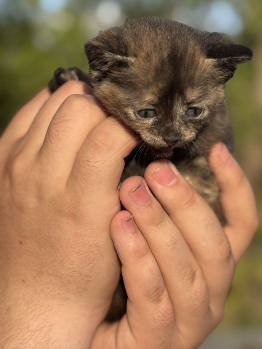 Котята Аксу бесплатно