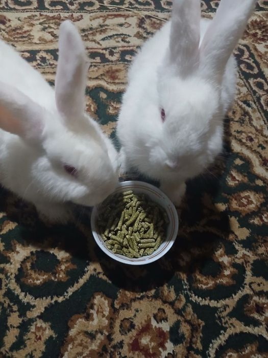 Новозеландский куен