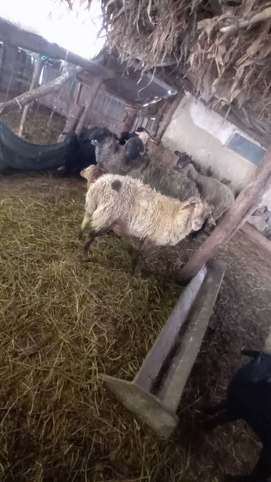De vânzare oi și capre și câteva cu miei
