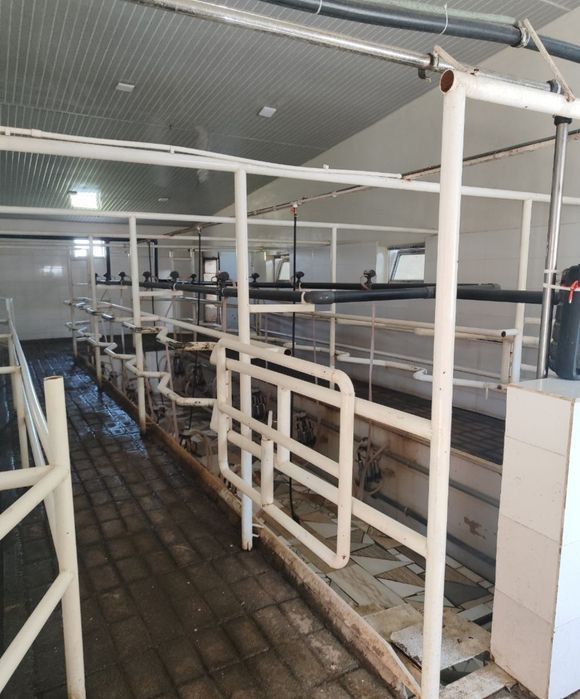 Таер ферма сотилади черняевкада 1 гектар