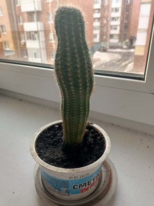 Кактус  эхинопсис