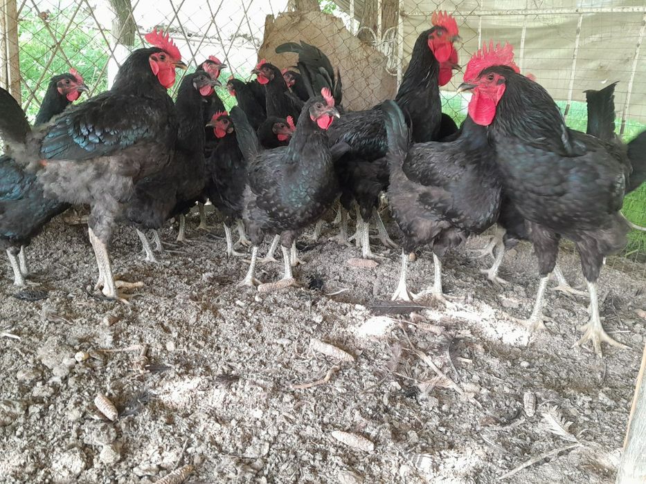 Гегант кора шахзода товуклари тухумлари сотилади.