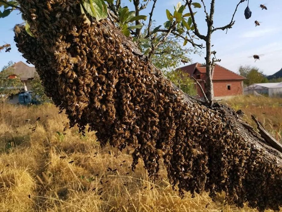 Vând familii de albine la alegere – 50 lei/rama