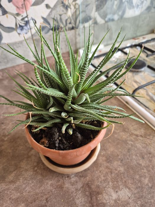 Продам Цветы комнатные