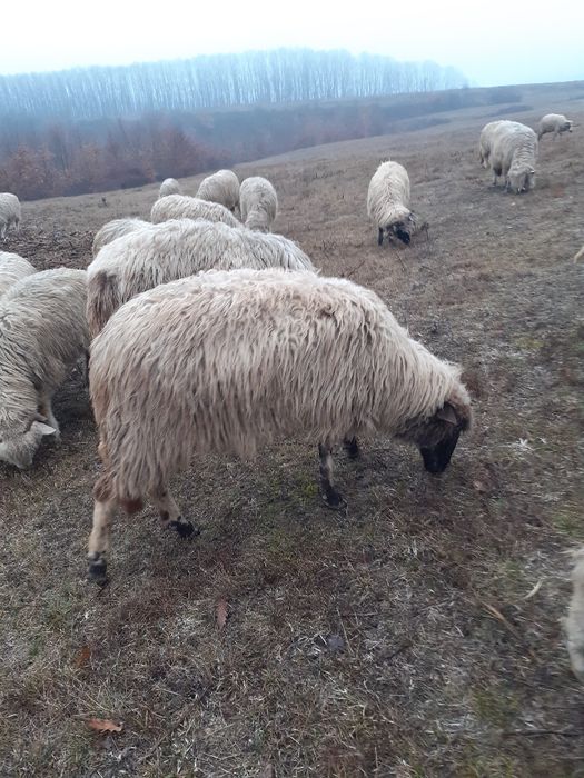 De vânzare 2 oi tinere și un berbec tânăr