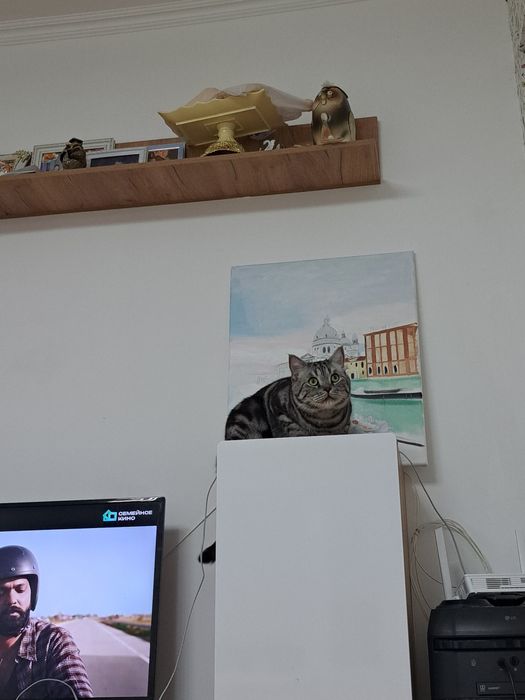 Британский котенок