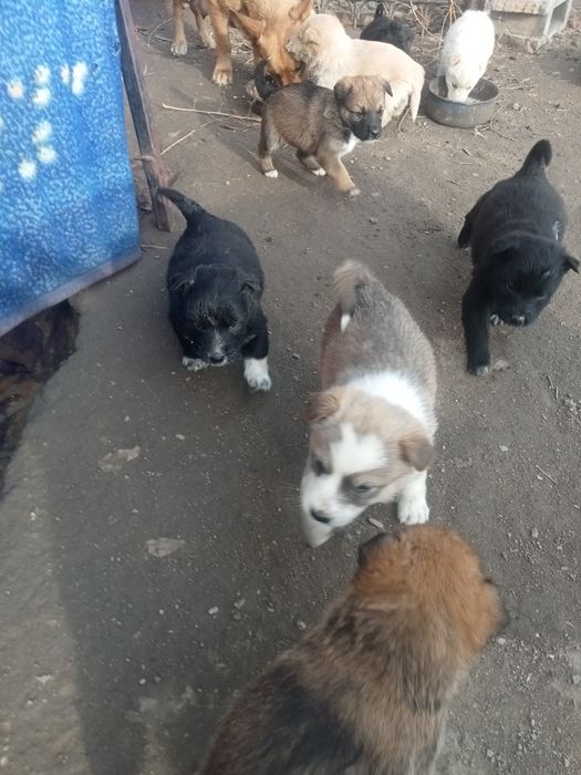 Отдам щенят в хорошие руки