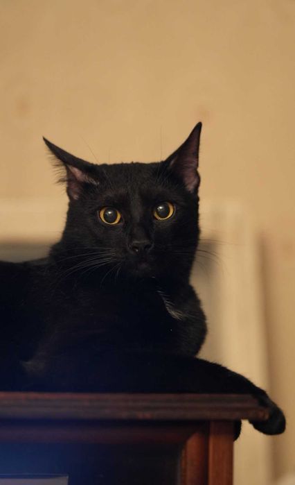 Motan Blacky castrat negru stralucitor