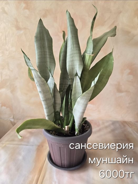 Комнатные растения