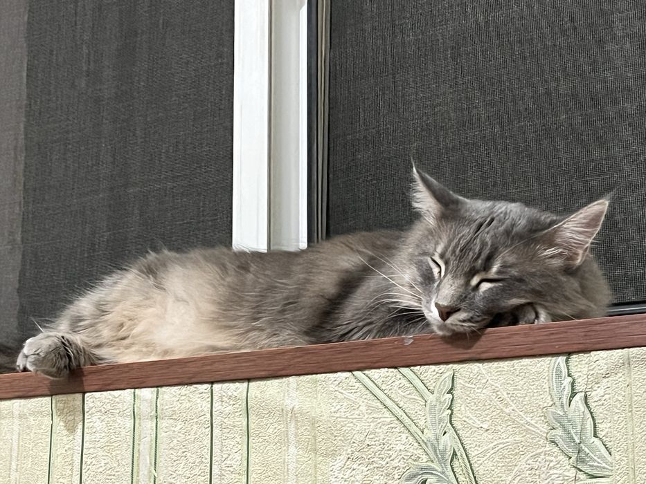 отдам даром.