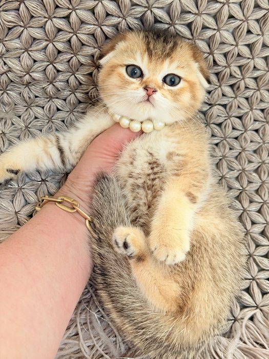 Котята чистокровные