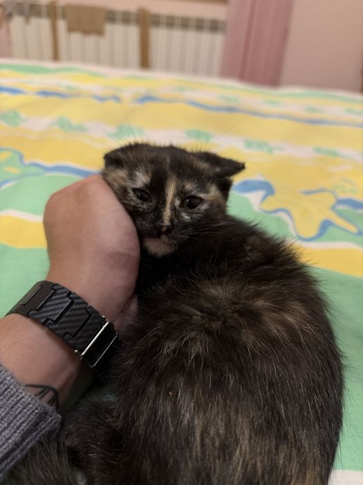 Котенок в добрые руки