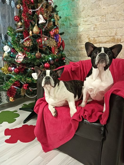 Bulldog francez femela