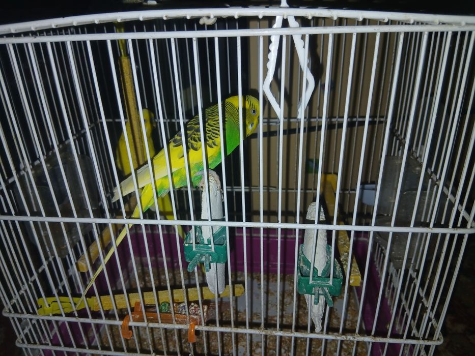 2 peruși + cușcă de vânzare