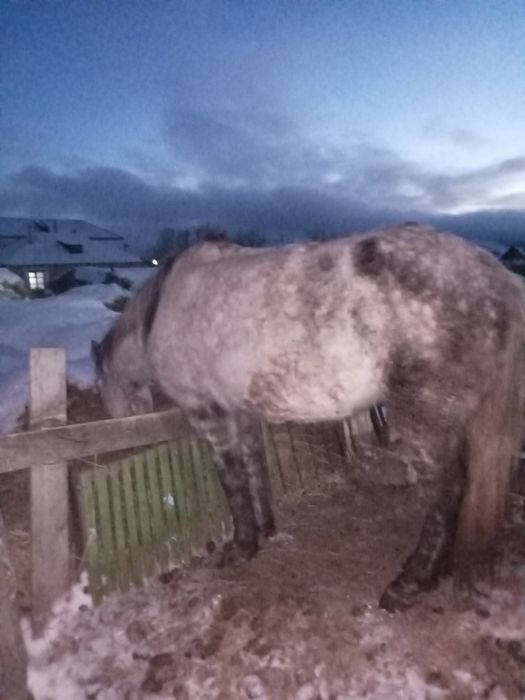 Продам кабылу жеребую