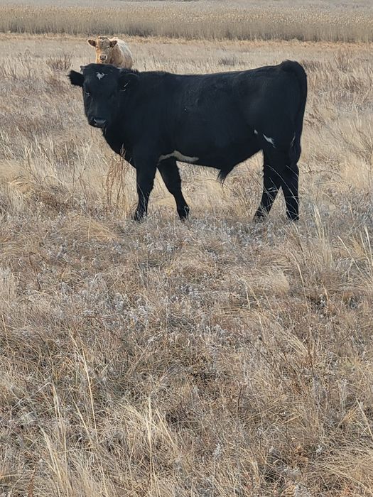 Продам подсосных быков