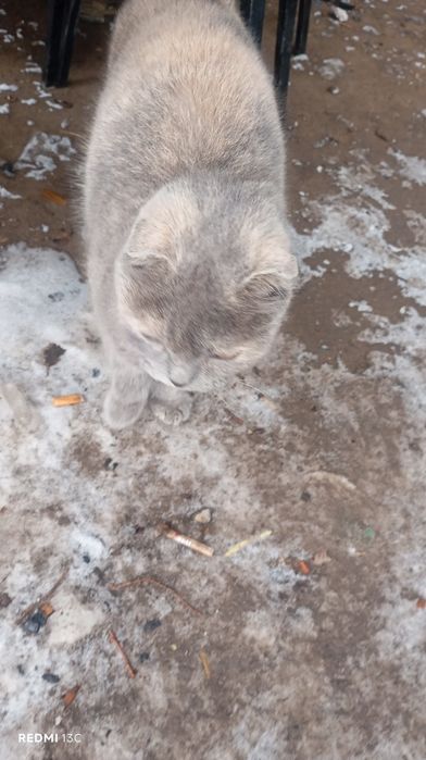 Кошечка вислоухая