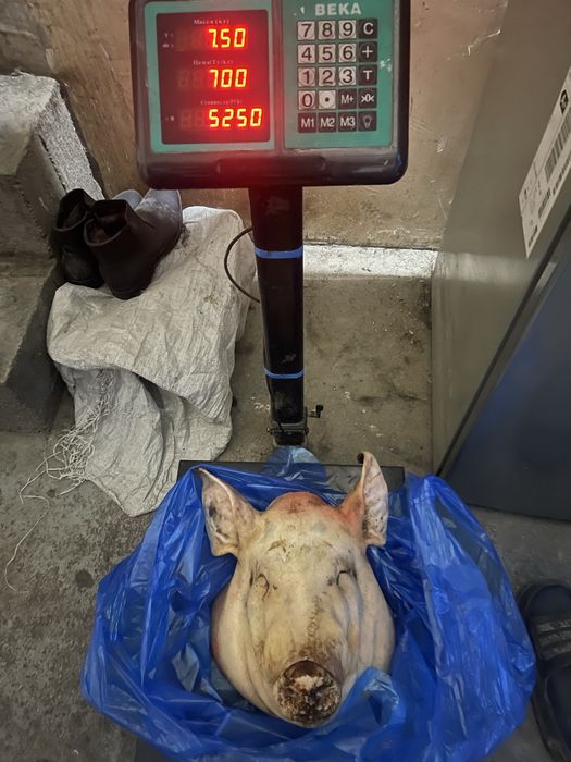 Голова молодой вкусной свинки