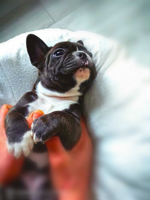 Френски булдог ,момчето и момиче.