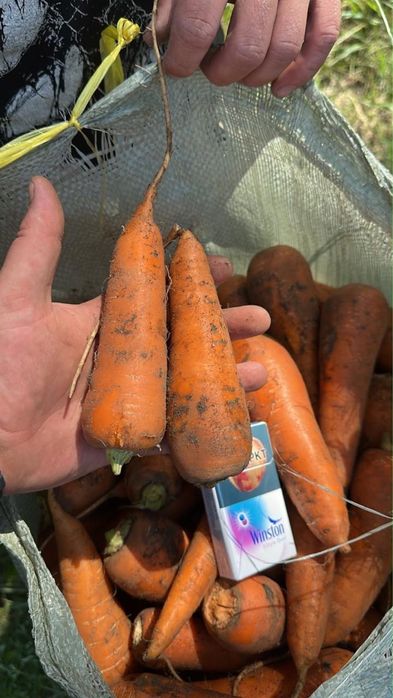 Продам морковь, сорт Каспий 175