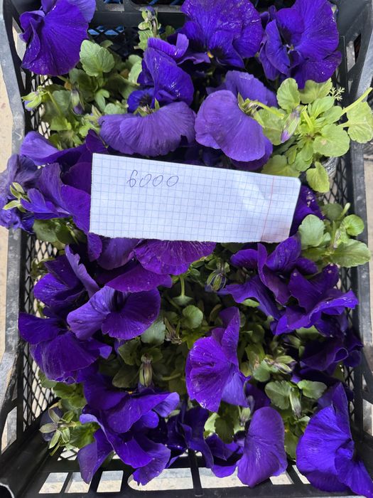 Жуда чиройли гуллар ҳовли ва тувак гуллар оптим  ва доннага ҳам бор ке