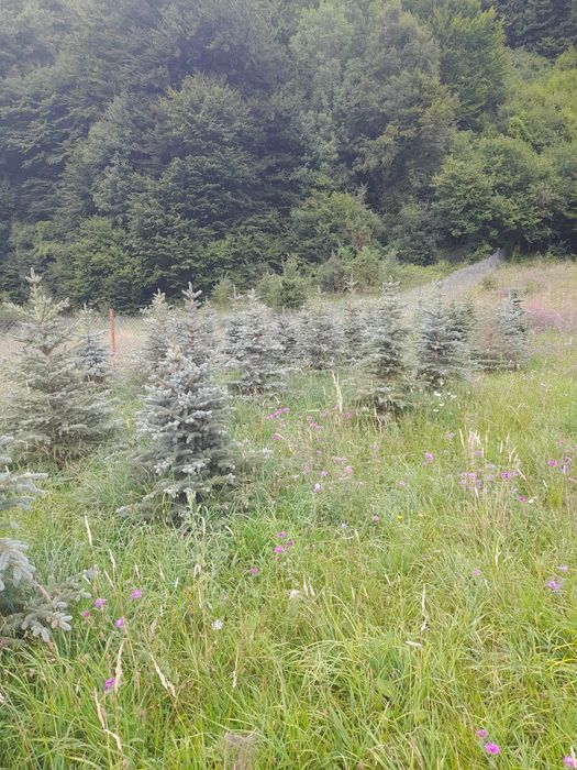 Stejar rosi paulonia