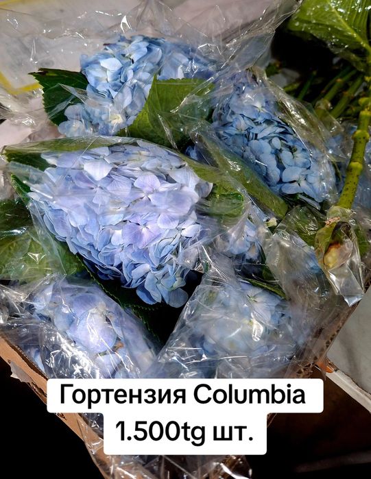 Розы, спрей-розы, гортензия, лизиантус, хризантема, эвкалипт Алматы!