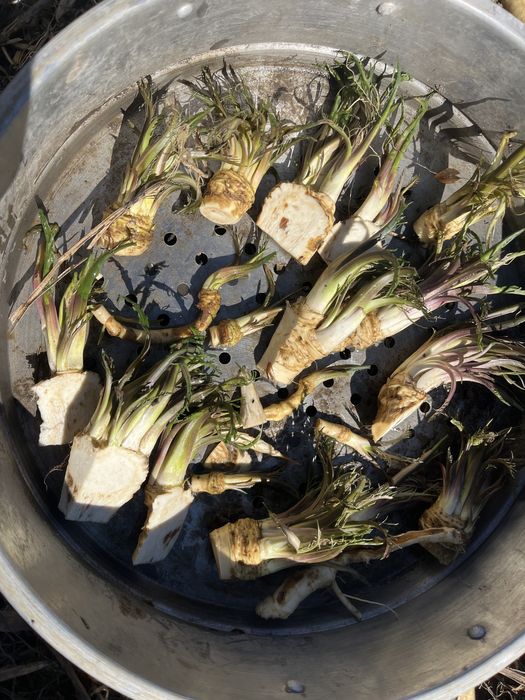 Продается хрен свежий