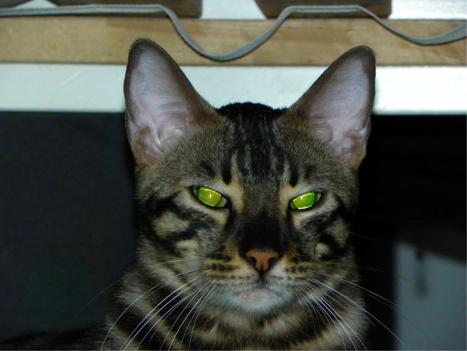 Бенгальский кот, с документами