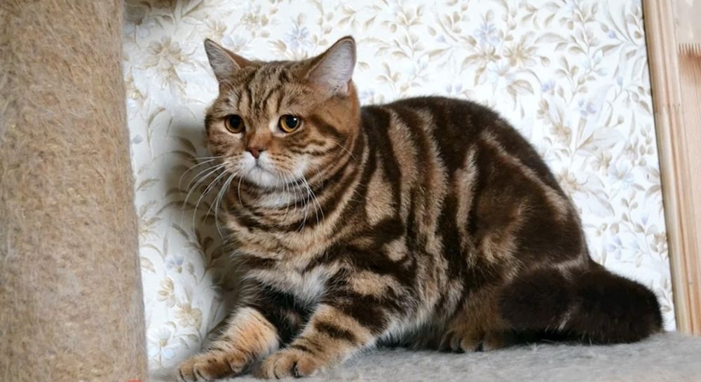 Мраморный британец котёнок