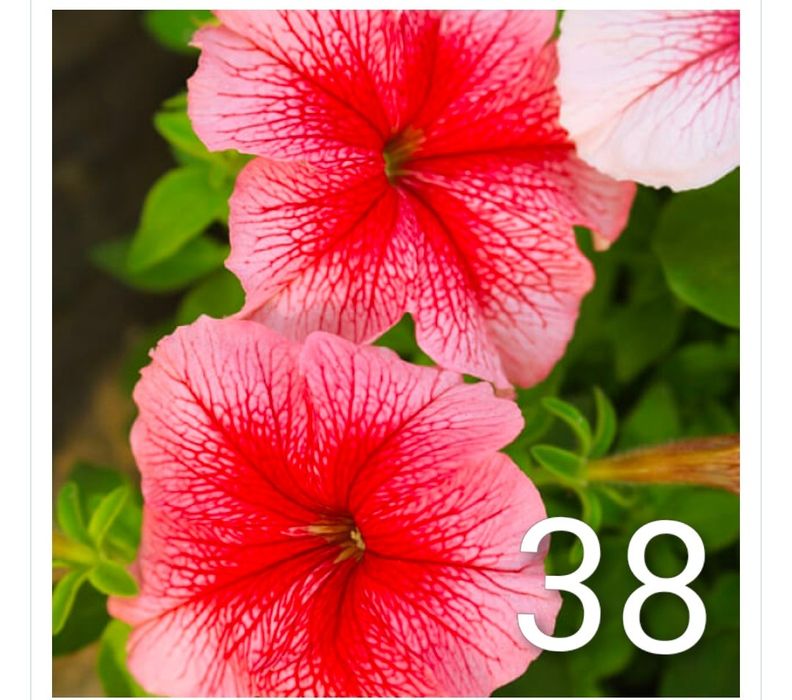 Продам рассаду петунии, грандифлора.