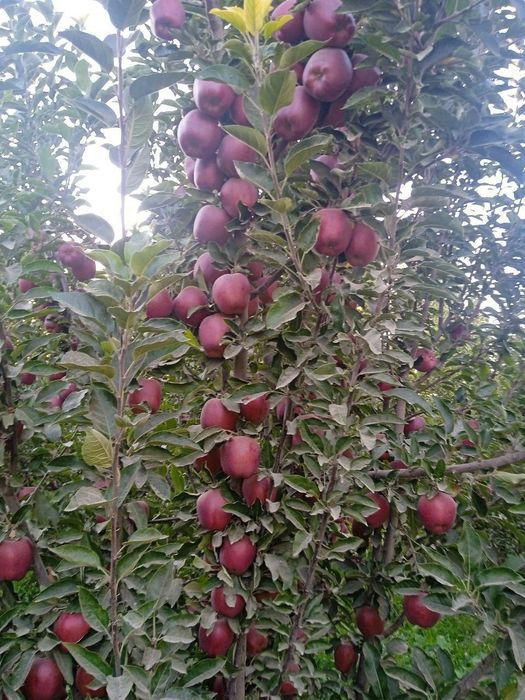 Garantiyali karlek va polekarlek kuchatlar