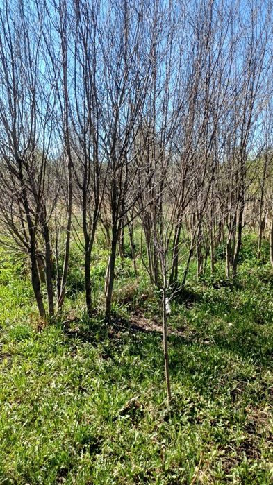 Продам дачу 10 соток