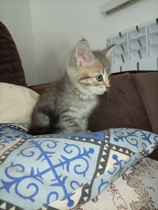 Отдам котят 1.5 месяца