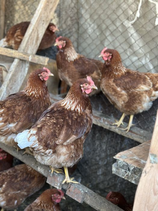 Продам куриц Ломан Браун