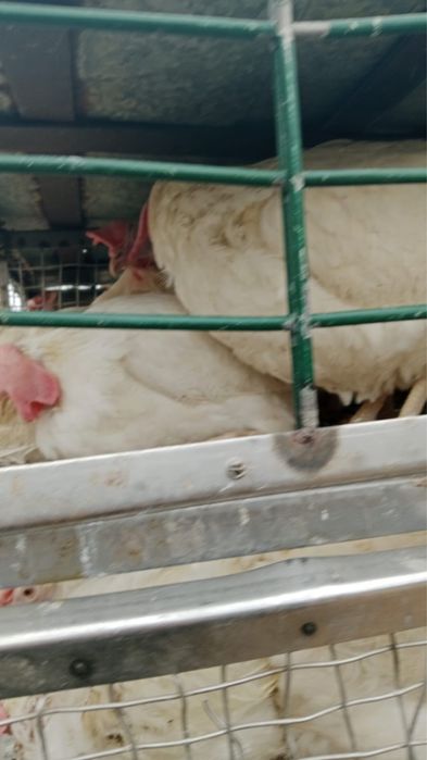 Куры несушки Ленгоры