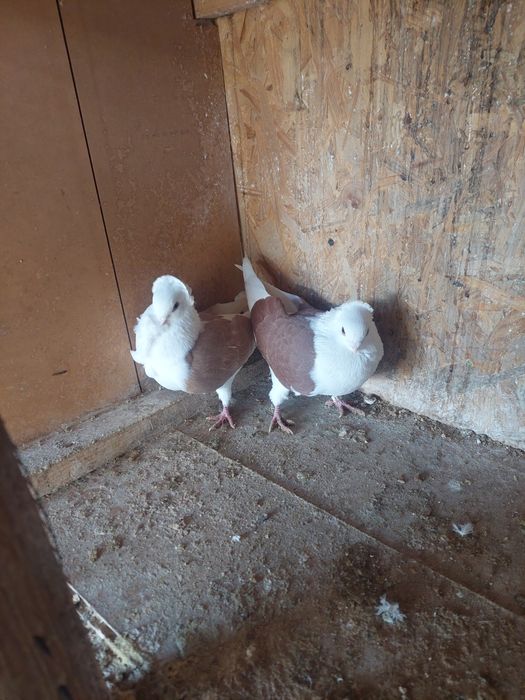 Porumbei de vânzare