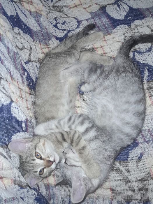 Котята бесплатно